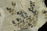 Pennsylvanian Fossil Fern (Sphenopteris) Plate - Kentucky #112933-1